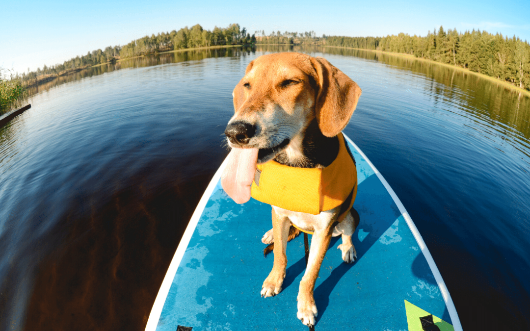 Your Complete Guide to Paddle Board Rental Anywhere in the US